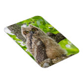 Magnet Flexible Jeune hulotte (Côté Droit)