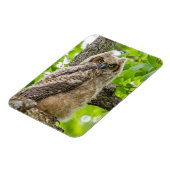 Magnet Flexible Jeune hulotte (Côté Gauche)