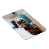 Magnet Flexible Jeune Kitten perse (Côté Droit)