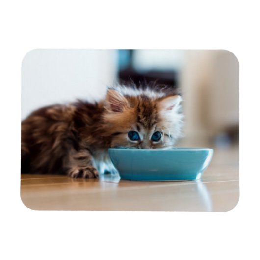 Magnet Flexible Jeune Kitten perse (Horizontal)