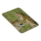 Magnet Flexible Jeune lion jouant (Côté Droit)