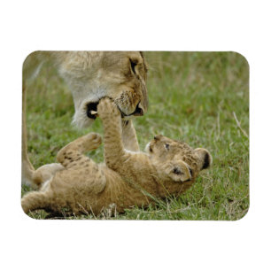 Magnet Flexible Jeune lion jouant