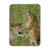 Magnet Flexible Jeune lion jouant (Vertical)