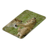 Magnet Flexible Jeune lion jouant (Côté Gauche)