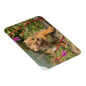 Magnet Flexible Jeune Lynx du Canada, Alaska (Côté Droit)