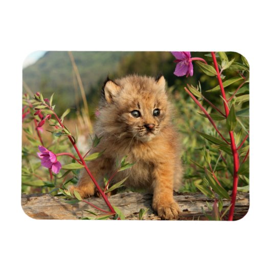 Magnet Flexible Jeune Lynx du Canada, Alaska (Horizontal)