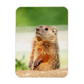 Magnet Flexible Jeune marmotte (Vertical)