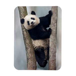 Magnet Flexible Jeune panda grimpant à un arbre, Chine