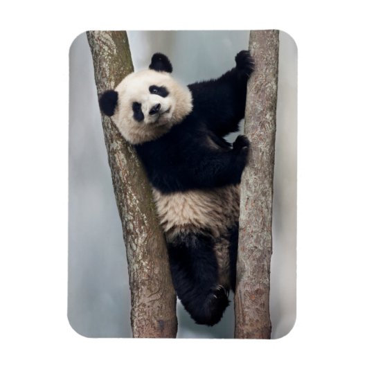 Magnet Flexible Jeune panda grimpant à un arbre, Chine (Vertical)