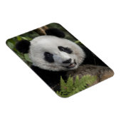 Magnet Flexible Jeune panda heureux, Chine (Côté Droit)