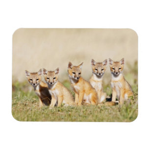 Magnet Flexible Jeune Renard véloce (Vulpes macrotis) au terrier,