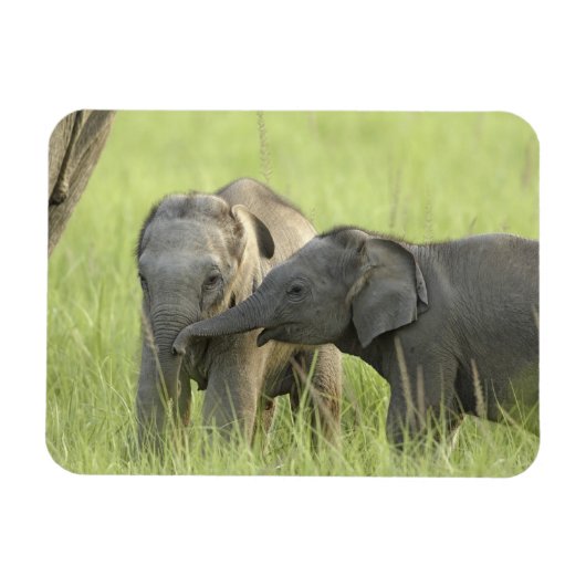 Magnet Flexible Jeunes éléphants d'Inde / d'Asie (Horizontal)