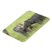 Magnet Flexible Jeunes éléphants d'Inde / d'Asie (Côté Gauche)