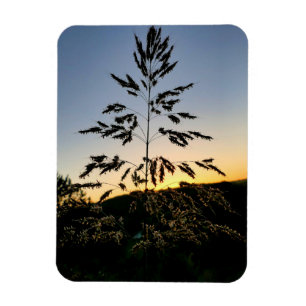 Magnet Flexible Johnson Grass