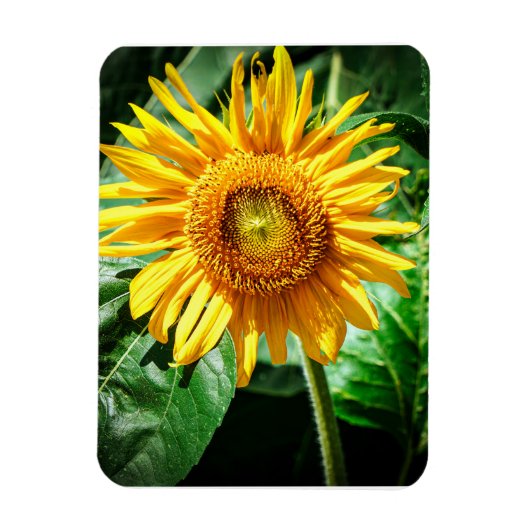 Magnet Flexible Joie de Tournesol (Vertical)