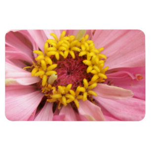 Magnet Flexible Joli Aimant rose Zinnia Premium