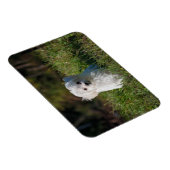 Magnet Flexible Joli chiot blanc (Côté Droit)