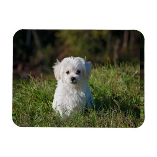 Magnet Flexible Joli chiot blanc