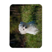 Magnet Flexible Joli chiot blanc (Vertical)