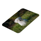 Magnet Flexible Joli chiot blanc (Côté Gauche)