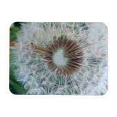 Magnet Flexible Joli Pissenlit Blanc (Horizontal)