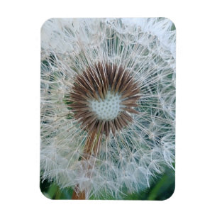 Magnet Flexible Joli Pissenlit Blanc