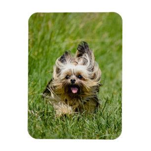 Magnet Flexible Joli Yorkshire Terrier courant dans l'herbe