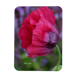 Magnet Flexible Jolie Fleur de Pavot Rose et Violet