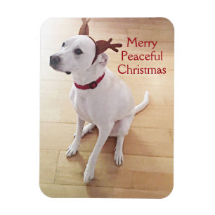 Magnet Flexible Jolie photo de Renne Chien Blanc Joyeux Noël