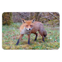Jolie Photo Flexi de Renard Rouge Sauvage en Forêt