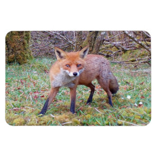 Magnet Flexible Jolie Photo Flexi de Renard Rouge Sauvage en Forêt