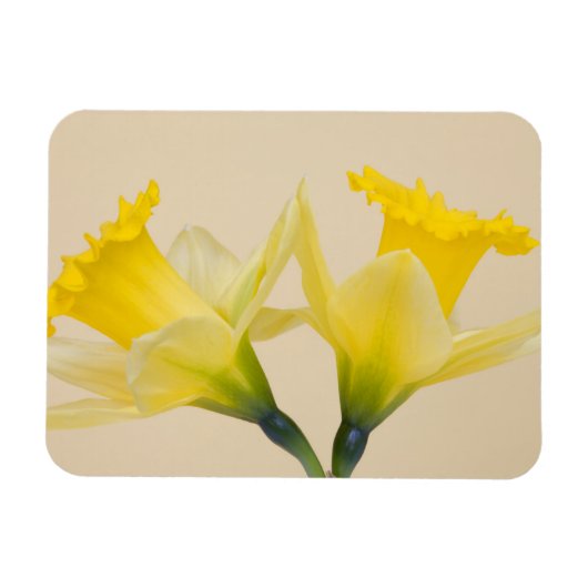 Magnet Flexible Jonquilles jaunes (Horizontal)