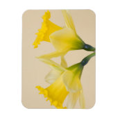 Magnet Flexible Jonquilles jaunes (Vertical)