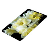 Magnet Flexible Jonquilles Narcisse Fleurs Blanches Jaunes de Prin (Côté Gauche)