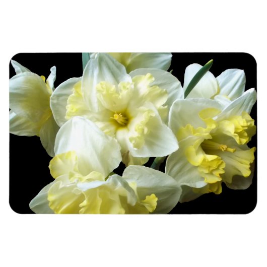 Magnet Flexible Jonquilles Narcisse Fleurs Blanches Jaunes de Prin (Horizontal)
