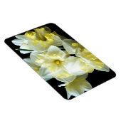 Magnet Flexible Jonquilles Narcisse Fleurs Blanches Jaunes de Prin (Côté Droit)