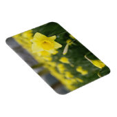 Magnet Flexible Jonquilles (RF) (Côté Droit)