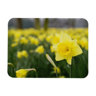 Magnet Flexible Jonquilles (RF)
