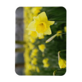 Magnet Flexible Jonquilles (RF) (Vertical)