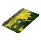 Magnet Flexible Jonquilles (RF) (Côté Gauche)