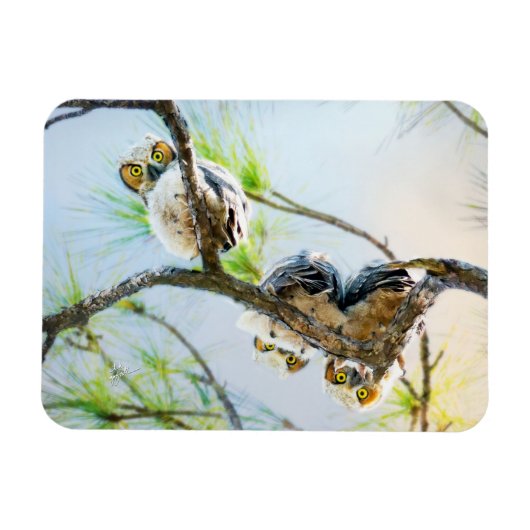 Magnet Flexible Jote Baby Ows Wildlife Photography (Horizontal)