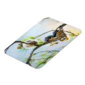 Magnet Flexible Jote Baby Ows Wildlife Photography (Côté Gauche)