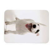 Magnet Flexible Joyful Bull terrier (Horizontal)
