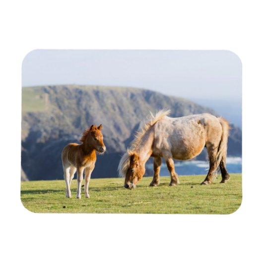 Magnet Flexible Jument avec poulain, îles Shetland, Écosse (Horizontal)