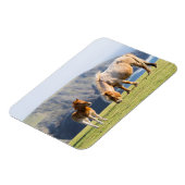 Magnet Flexible Jument avec poulain, îles Shetland, Écosse (Côté Gauche)