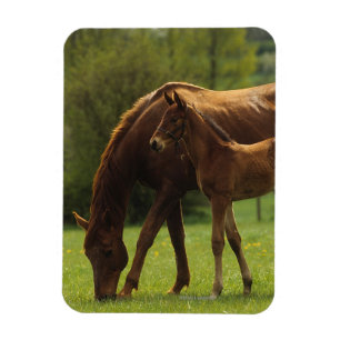 Magnet Flexible Jument et poulain 2 de pur sang