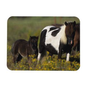 Magnet Flexible Jument et poulain miniatures en fleurs