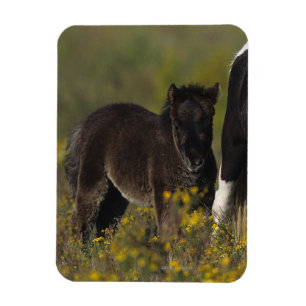 Magnet Flexible Jument et poulain miniatures en fleurs