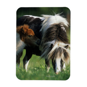 Magnet Flexible Jument et poulains miniatures 2