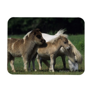 Magnet Flexible Jument et poulains miniatures 3